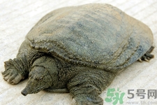 喝甲魚(yú)血能治陽(yáng)痿嗎？甲魚(yú)血能喝嗎？