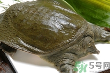 甲魚(yú)怎么吃最有營(yíng)養(yǎng)？甲魚(yú)怎么吃最補(bǔ)身體？