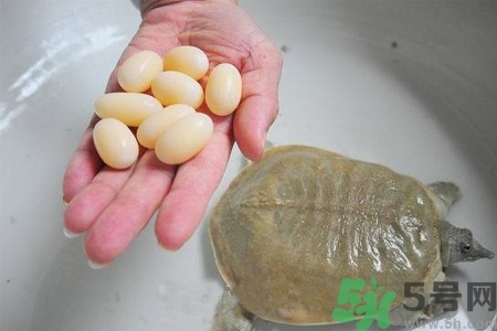 甲魚(yú)蛋多少錢(qián)一斤？甲魚(yú)蛋多少錢(qián)一個(gè)？