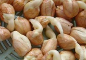 新鮮花生發(fā)芽能吃嗎？發(fā)芽的花生能吃嗎？