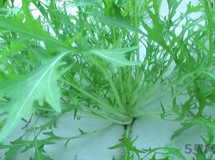 十月份種什么蔬菜？十月份適合種什么蔬菜？
