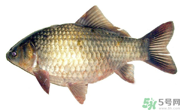 秋天釣鯽魚用什么餌料？秋天釣鯽魚用什么味餌？
