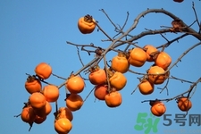 軟柿子和硬柿子能經(jīng)常吃嗎？脆柿子和軟柿子的區(qū)別