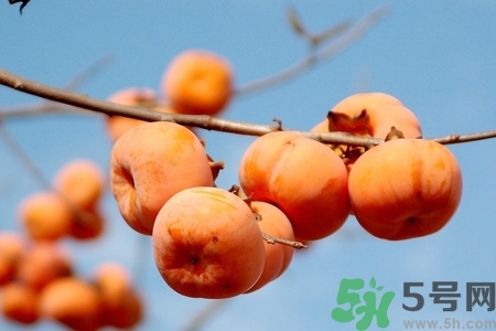 軟柿子和硬柿子能經(jīng)常吃嗎？脆柿子和軟柿子的區(qū)別