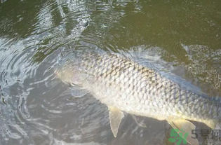 秋天釣魚用腥還是香？秋天釣魚用什么味型餌料？