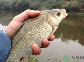 十月份釣鯽魚(yú)用什么餌？十月份釣鯽魚(yú)用什么餌料好？