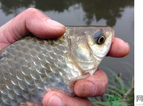 十月份釣鯽魚(yú)用什么餌？十月份釣鯽魚(yú)用什么餌料好？
