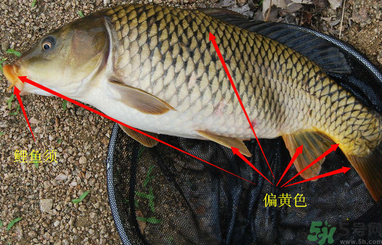 秋天釣鯉魚(yú)用什么小藥？秋天黑坑釣鯉魚(yú)用什么小藥？