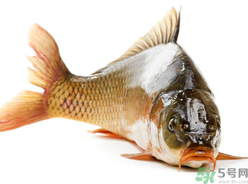 秋天釣鯉魚(yú)用什么小藥？秋天黑坑釣鯉魚(yú)用什么小藥？