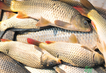 秋天釣鯉魚(yú)用什么小藥？秋天黑坑釣鯉魚(yú)用什么小藥？
