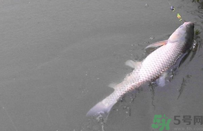 秋天釣草魚(yú)用什么餌？秋季釣草魚(yú)用什么餌最好？ 