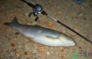秋天釣草魚(yú)用什么餌？秋季釣草魚(yú)用什么餌最好？ 