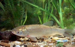 秋天釣草魚(yú)用什么餌？秋季釣草魚(yú)用什么餌最好？ 