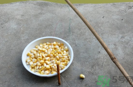 玉米粒怎么釣魚？怎么用玉米粒釣魚？