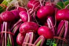 甜菜是甜的嗎？甜菜到底是不是甜的？