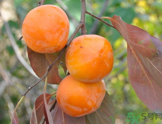 黃柿子和紅柿子有什么區(qū)別？紅柿子和黃柿子哪個(gè)好？