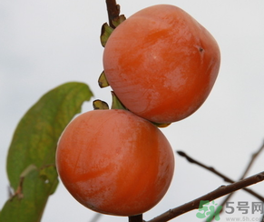 黃柿子和紅柿子有什么區(qū)別？紅柿子和黃柿子哪個(gè)好？