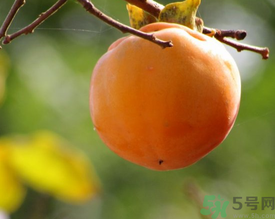 黃柿子和紅柿子有什么區(qū)別？紅柿子和黃柿子哪個(gè)好？