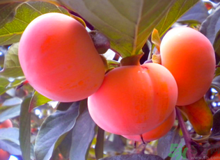 黃柿子和紅柿子有什么區(qū)別？紅柿子和黃柿子哪個(gè)好？