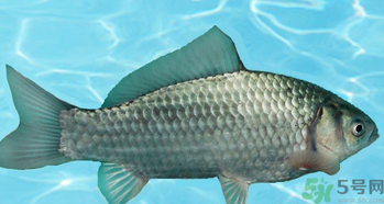 釣的魚在家怎么養活？釣的魚怎么保持不死？