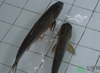 釣的魚在家怎么養活？釣的魚怎么保持不死？