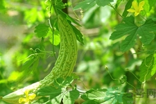 吃苦瓜能增強免疫力嗎？喝苦瓜茶能增強免疫力嗎？