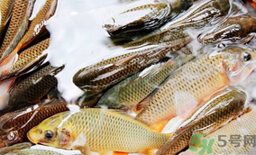 鯉魚死了怎樣保鮮?鯉魚死后怎么保存? 鯉魚死了怎樣保鮮?鯉魚死后怎么保存?