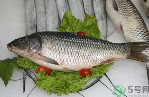 鯉魚死了怎樣保鮮?鯉魚死后怎么保存? 鯉魚死了怎樣保鮮?鯉魚死后怎么保存?