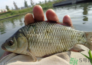 野生鯽魚多少錢一斤？野生鯽魚怎么區(qū)分？