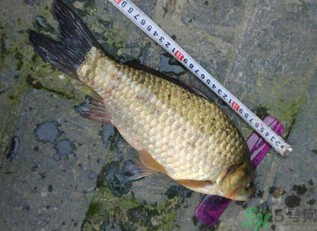 野生鯽魚多少錢一斤？野生鯽魚怎么區(qū)分？