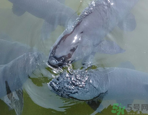 十月份釣青魚好釣嗎？釣青魚什么時間最好？