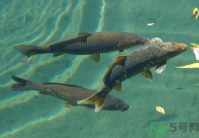 十月份釣青魚好釣嗎？釣青魚什么時間最好？