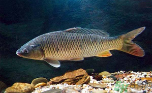 十月份釣青魚好釣嗎？釣青魚什么時間最好？