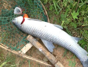 十月份釣青魚好釣嗎？釣青魚什么時間最好？