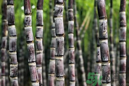 孕婦能吃甘蔗嗎？孕婦吃甘蔗會導(dǎo)致血糖升高嗎？