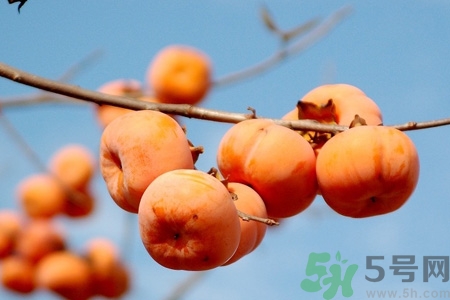 柿子為什么懶了就不澀口？懶柿子的功效與作用