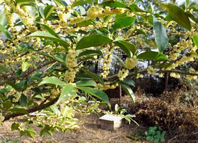 新鮮桂花怎么處理？新鮮桂花怎么保存？