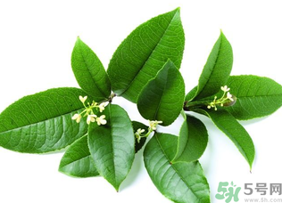新鮮桂花怎么處理？新鮮桂花怎么保存？