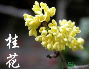 剛摘的桂花怎么處理？桂花摘下來怎么處理？
