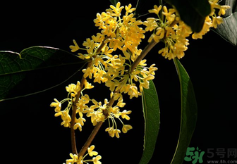 剛摘的桂花怎么處理？桂花摘下來怎么處理？