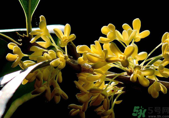 剛摘的桂花怎么處理？桂花摘下來怎么處理？