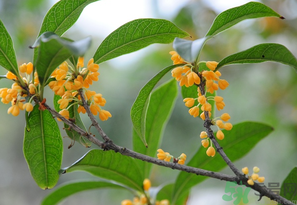 桂花怎么保存？桂花怎么保存香味？