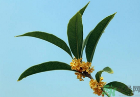 桂花可以做什么?新鮮桂花可以做什么? 桂花可以做什么?新鮮桂花可以做什么?