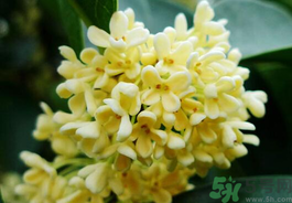 剛摘的桂花有蟲(chóng)怎么辦？干桂花長(zhǎng)蟲(chóng)怎么辦？