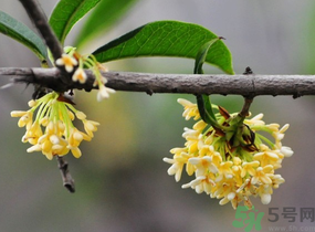 剛摘的桂花有蟲(chóng)怎么辦？干桂花長(zhǎng)蟲(chóng)怎么辦？
