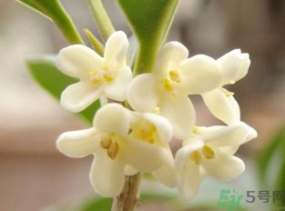 新鮮桂花怎么做干桂花？剛摘的桂花怎么處理成干桂花？