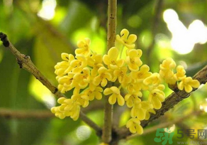 桂花怎么曬干？桂花曬好后可以做什么？