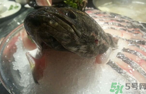 黑魚死了還能吃嗎？死黑魚能吃嗎？
