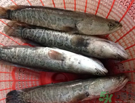 黑魚死了還能吃嗎？死黑魚能吃嗎？
