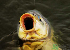 夜釣鯉魚用什么餌料？秋天夜釣鯉魚用什么餌料？